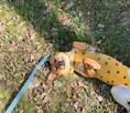 Młoda przyjacielska sunia marzy o domku pełnym miłości - 3