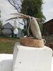 Naturalne lampki - 9