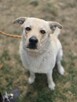 Kumpel- kremowy duży mlody pies do adopcji - 3