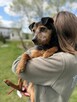 Sonia kochana seniorka o wielkim sercu czeka na dom Aga Boz - 4