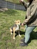Pilne!! Timon przesympatyczny psiak czeka na adopcję Aga Boz - 4