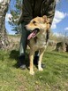 Pilne!! Timon przesympatyczny psiak czeka na adopcję Aga Boz - 8