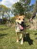Pilne!! Timon przesympatyczny psiak czeka na adopcję Aga Boz - 6