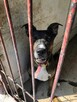 Nico do adopcji - 12