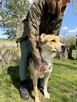 Pilne!! Timon przesympatyczny psiak czeka na adopcję Aga Boz - 3