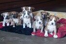 American Staffordshire Terrier