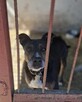 Nico do adopcji - 3