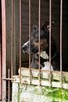 Nico do adopcji - 10