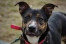 Nico do adopcji - 6