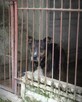 Nico do adopcji - 4
