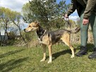 Pilne!! Timon przesympatyczny psiak czeka na adopcję Aga Boz - 5