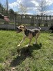 Pilne!! Timon przesympatyczny psiak czeka na adopcję Aga Boz - 2