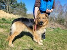 Max do adopcji - 4