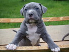 Śliczny Amstaff szuka domu