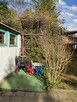 Działka ROD Golikówka Kraków 250 m2 prąd woda - 8