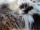 Skóra owcza holenderska i Texel - dywan dekoracyjny - 2