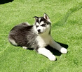 Siberian husky boy Sonic - 5