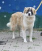 Cukierek - 6