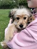 Pan Pchełka to 3 mcz, śliczny szczeniak do adopcji JJ Bisk - 2