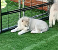 SIBERIAN HUSKY BOY - 2