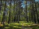 Działka budowlana w lesie z WZ pod dom 7900m - 12