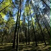 Działka budowlana w lesie z WZ pod dom 7900m - 6
