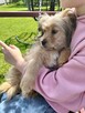 Pan Pchełka to 3 mcz, śliczny szczeniak do adopcji JJ Bisk - 3