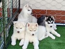 SIBERIAN HUSKY BOY - 6