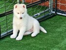 Siberian husky boy