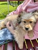 Pan Pchełka to 3 mcz, śliczny szczeniak do adopcji JJ Bisk - 4