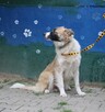 Cukierek - 2