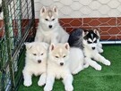 Siberian husky girl - 5