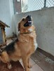 Ralf ok.2 let.wyjatkowo ufny i pełen optymizmu Sylwia War - 3