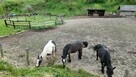 Działający obiekt turystyczny | 32 miejsca noclegowe - 2