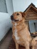 Ralf ok.2 let.wyjatkowo ufny i pełen optymizmu Sylwia War - 5