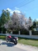 Sprzedam motocykl HONDA VT 600 - 2
