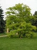 Nasiona AKACJA ROBINIA -250szt +gratis - 2