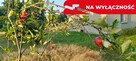Ładna, uzbrojona działka pod lasem-33a-Wilczopole - 13