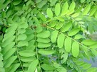 Nasiona AKACJA ROBINIA -250szt +gratis - 3
