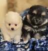 Szpic miniaturowy ,pomeranian piesek