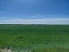 Piekna działka budowlana w cichej i zielonej okloicy z widokiem na Ślężę!!! - 7