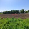 Widokowa, budowlana 1200 m2- Minoga ( gm. Skała) - 9