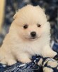 Szpic miniaturowy pomeranian suczka