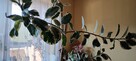 Kwiat doniczkowy Ficus elastica Tineke - 4