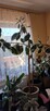 Kwiat doniczkowy Ficus elastica Tineke - 5