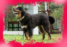 Wilczarz Buriacko Mongolski nie Mastif - 2