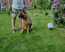 Sprzedam szczeniaka rasy owczarek niemiecki - 3