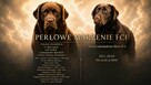 Labrador Retriever Zkwp/FCI - czekoladowe szczeniaki - 11