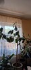 Kwiat doniczkowy Ficus elastica Tineke - 3