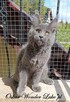 Towarzyski niebieski kocurek Maine Coon - FPL - 6